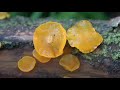 dacrymyces variisporus hongo gelatinoso jelly fungus 4k