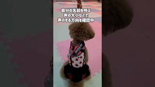 【生まれつき両目が見えない犬】盲目ランが決める方向は正確 #shorts #トイプードル #犬 #多頭飼い #cute