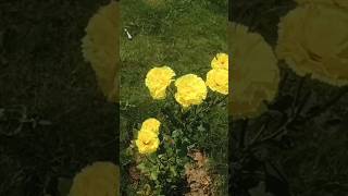 5 unique colours Rose plants#shorts#short#roseplantfertilizers#rosesgarden#gardening#1ksubscribers