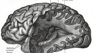 List of neuroscience databases | Wikipedia audio article