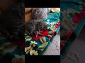 wie kann er so nur schlafen 😂part 1 edit phonk cool kater süß cute schlaffen