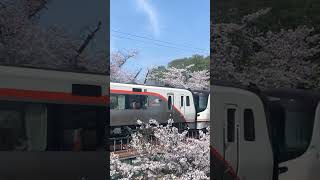 特急飛騨🚃桜🌸