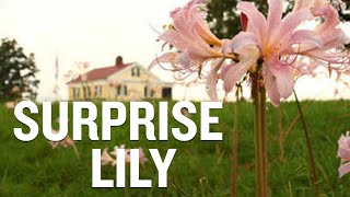 Interesting Facts About Surprise Lilies