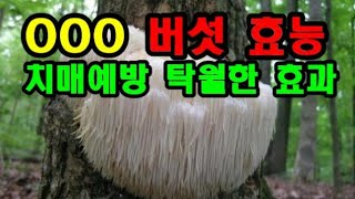 치매 예방,치료에 탁월한 이 버섯의 정체!! 👍 노루궁뎅이 버섯의 놀라운  효능👍