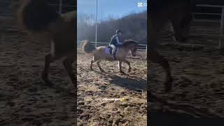 Read pinned📌 #equestrain #horse #shorts #shortsvideo