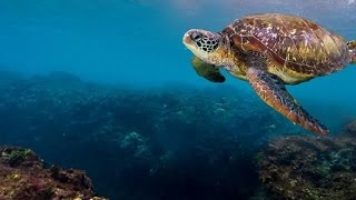 墾丁 KENTING | 自由潛水 FREEDIVING | TAIWAN | GOPROHERO4 | 7/May 2017