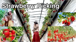 Living in japan |いちご狩り Strawberry picking in himeji hyogo japan (heart full strawberry farm) #いちご