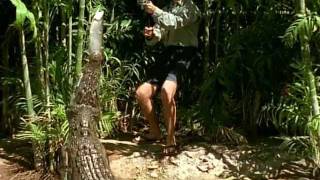 BBC Weird Nature 3 of 6 Fantastic Feeding