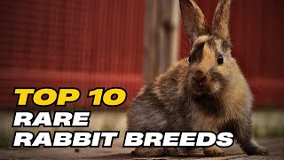 Top 10 Rare Rabbit Breeds