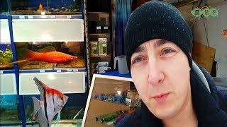 АКВАРИУМНЫЕ РЫБКИ В ЗООМАГАЗИНЕ И ЦЕНЫ! Worldfish ПОПЫТКА НОМЕР ДВА!