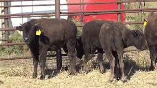 TNC Smoky Valley Ranch Bull Calves