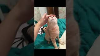 Dont let Evil Larry find you! 😭#cat#funny#fyp#shorts#splicky_spicy