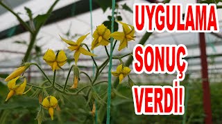 KÖK HASTALIĞI UYGULAMALARIMIZIN SONUCU BU VİDEODA (LİNKTEKİ VİDEOYU İZLEYİNİZ)