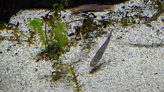 加茂水族館の生き物達（湧水の生き物）〔４K映像〕