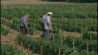 The Borellis - Borelli Farm, North Haven