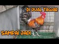 Ayam Pikat Muda Sudah Bunuh 1 Ekor