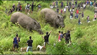 疯狂的野猪进村毁坏庄稼攻击村民， 村民联手搜捕野猪，勇敢的马赛族！