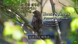 [한글자막] 우리는 새 관찰을 좋아해 (We like watching birds) | 브라이언 데이비드 길버트 (Brian david gilbert)