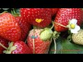 Земляника садовая Аромас fragaria aromas 🌿 Аромас обзор как сажать рассада земляники Аромас