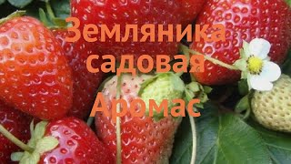 Земляника садовая Аромас (fragaria aromas) 🌿 Аромас обзор: как сажать, рассада земляники Аромас