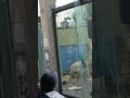 【カワイさ200%】シャンシャンの走り回り～this female giant panda is running around.