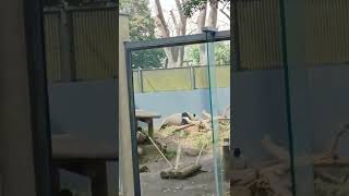 【カワイさ200%】シャンシャンの走り回り～This female Giant panda is running around.