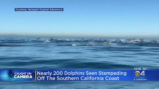 Nearly 200 Dolphins Captured On Camera