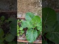 grow cabbage in earthbox for chamorro gisa stir fry shorts