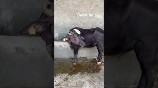 Badal bull #neeli #ravi #ravi #pakistan #bloodline