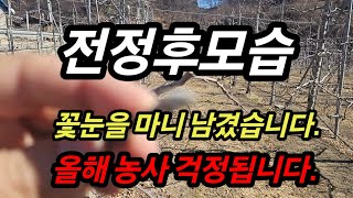 후지 사과밭 전정후모습#버럭도시농부 #구독부탁드립니다