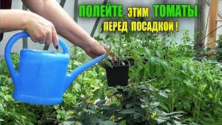 СРОЧНО ПОЛЕЙТЕ ЭТИМ ТОМАТЫ ПЕРЕД ПОСАДКОЙ!!!