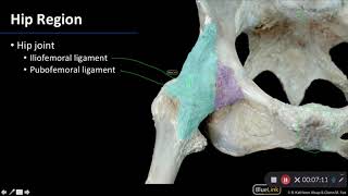 Joints: Hip Region - Dissection Supplement