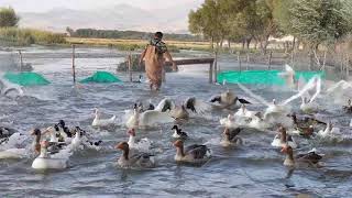 Sultan Sazlığı Doğal Ördek Yetiştiriciliği(Sultan Marshes Bird Sanctuary Natural Duck Breeding)