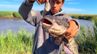 CATCHING CATFISH WITH SHRIMP In Suisun City (Hill Slough)