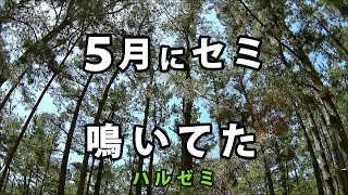 【昆虫の鳴き声】ハルゼミの鳴き声｜淡路島で収録