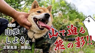 【柴犬散歩】志賀高原・焼額山で熊の影に震えた山歩みち