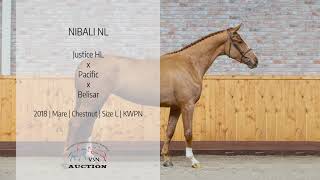 Nibali NL (v.Justice HL x Pacific)