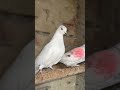 ਕਰੋ ਚੈਕ ਕਬੂਤਰ ਦੀ ਨਸਲ ਕੰਮੈਂਟ ਕਰੋ ਪਰਾ ਸਾਰੇ 🕊️🫵 pigeon newsong