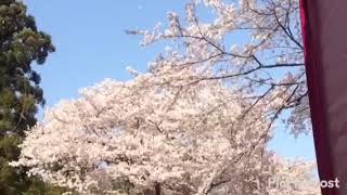 2018年3月31日埼玉県狭山市稲荷山公園 桜