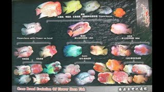 Most popular flowerhorn varietys