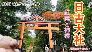 日吉大社【神猿と紅葉】#日吉大社#大津市紅葉名所#なるクマチャンネル