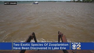 Farthest North Ever Tracked In Western Hemisphere, 2 New Exotic Species Found In Lake Erie