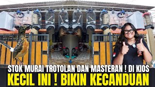 BIKIN KECANDUAN ! LIAT STOK MURAI TROTOL DAN BURUNG GACORAN DI KIOS KECIL INI !