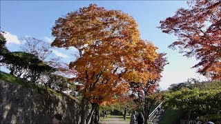 2018.11.4 紅葉見頃の函館五稜郭公園