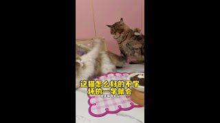 你们说罗宾这种是不是一天不打，上房揭瓦～#猫咪的迷惑行为