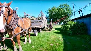 A Day in the Life of Jim: Fixing Stalls \u0026 Haying with Horses