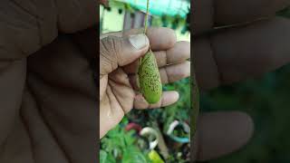 ഇരപിടിയൻ ചെടിയിൽ ലോട്ടറി അടിച്ചു ഗയ്‌സ് #shorts #short #plants #viral #garden #gardeningtips