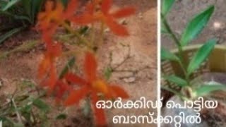 ഓർക്കിഡ് നടാൻ/how to plant orchid /epidendrum radicans orchid orange colour using scratched basket