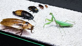 CAN A PRAYING MANTIS EAT THE LARGEST COCKROACH?