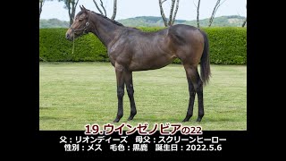 2023年度　19ウインゼノビアの22（父リオンディーズ）